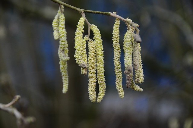 Free download Flowering Tree Willow -  free photo or picture to be edited with GIMP online image editor