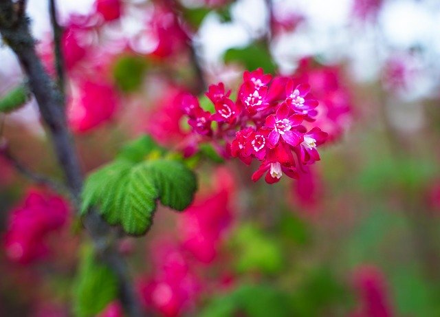 Free download Flowering Twig Branch Flowers -  free photo or picture to be edited with GIMP online image editor