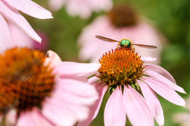 Free download flower insect iridescent eyes free picture to be edited with GIMP free online image editor