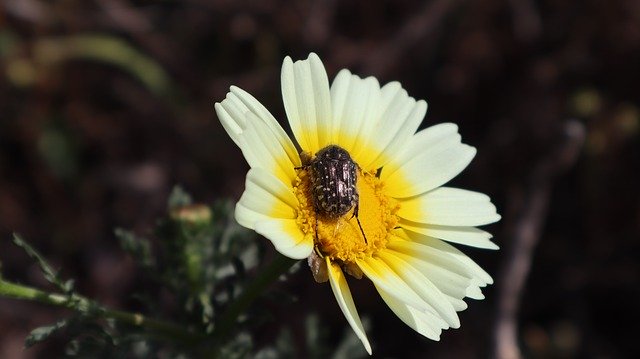 Free download Flower Insect Petals -  free photo or picture to be edited with GIMP online image editor