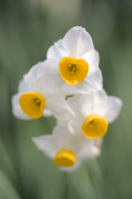 Free download flower iris blossom bloom spring free picture to be edited with GIMP free online image editor