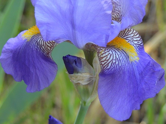 Free download Flower Iris Nature -  free photo or picture to be edited with GIMP online image editor