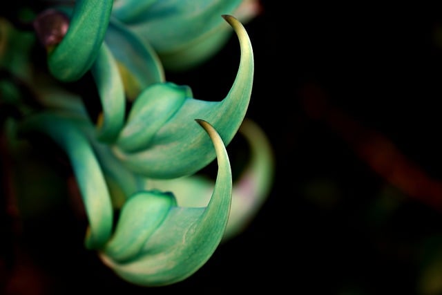 Free download flower jade vine flora nature free picture to be edited with GIMP free online image editor