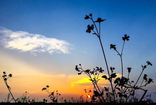 ดาวน์โหลดฟรี Flower Landscape Sunset - ภาพถ่ายหรือรูปภาพฟรีที่จะแก้ไขด้วยโปรแกรมแก้ไขรูปภาพออนไลน์ GIMP