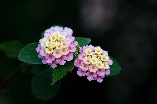 Free download flower lantana verbena dew trickle free picture to be edited with GIMP free online image editor