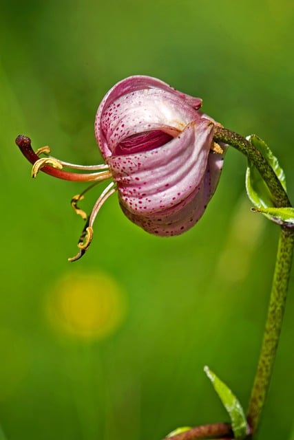 Free download flower lily martagon lily lilium free picture to be edited with GIMP free online image editor