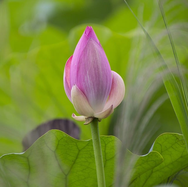 Free download flower lotus botany bud bloom free picture to be edited with GIMP free online image editor