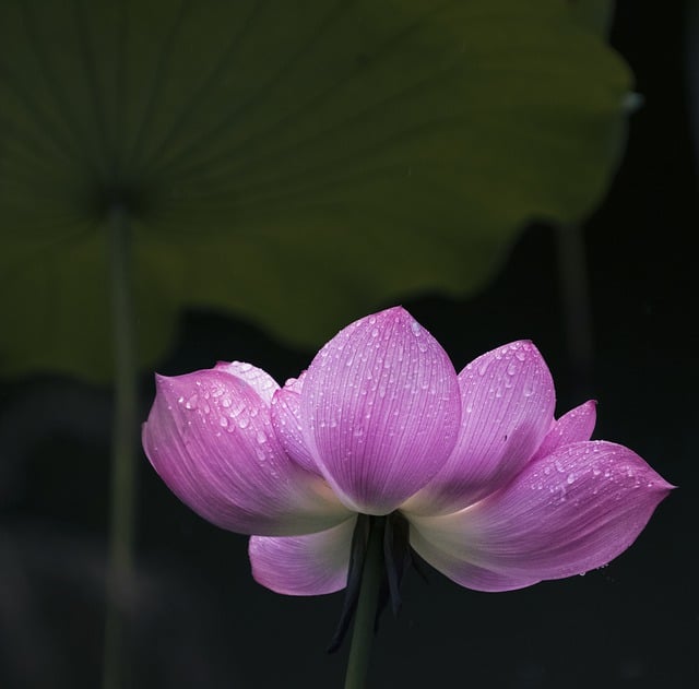 Free download flower lotus dew petals water lily free picture to be edited with GIMP free online image editor