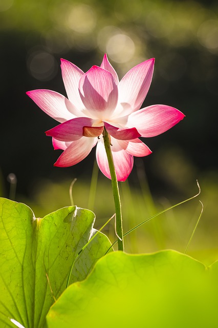 Free download flower lotus flower colorful petals free picture to be edited with GIMP free online image editor