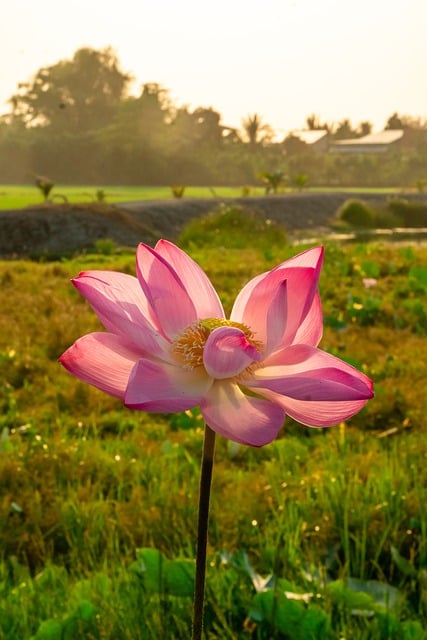 Free download flower lotus grass bloom leaves free picture to be edited with GIMP free online image editor