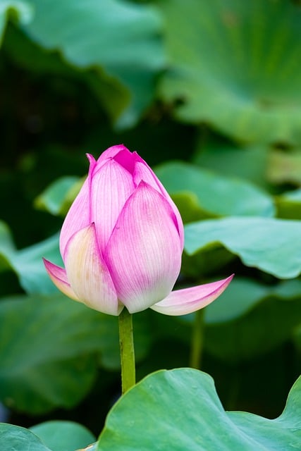 Free download flower lotus petals pink flora free picture to be edited with GIMP free online image editor