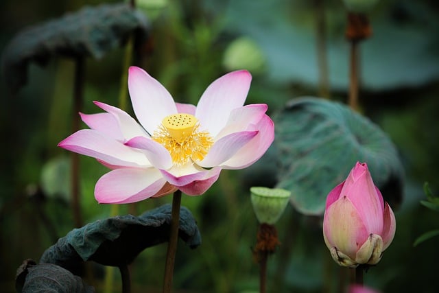 Free download flower lotus petals pond free picture to be edited with GIMP free online image editor