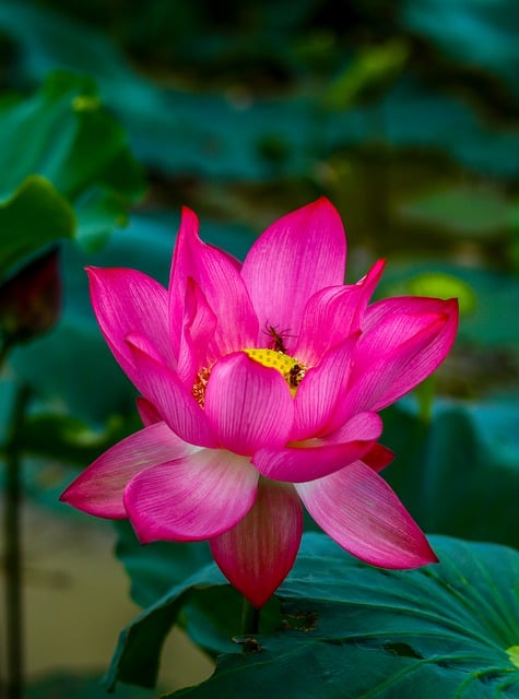 Free download flower lotus pink flower pond free picture to be edited with GIMP free online image editor