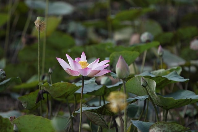 Free download flower lotus pond bloom blossom free picture to be edited with GIMP free online image editor