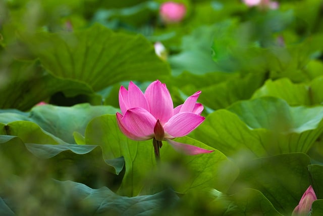 Free download flower lotus wildflower wild flower free picture to be edited with GIMP free online image editor