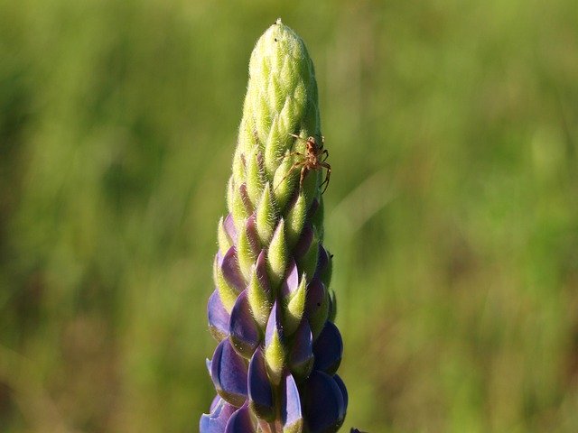 Free download Flower Lupinien Nature -  free photo or picture to be edited with GIMP online image editor