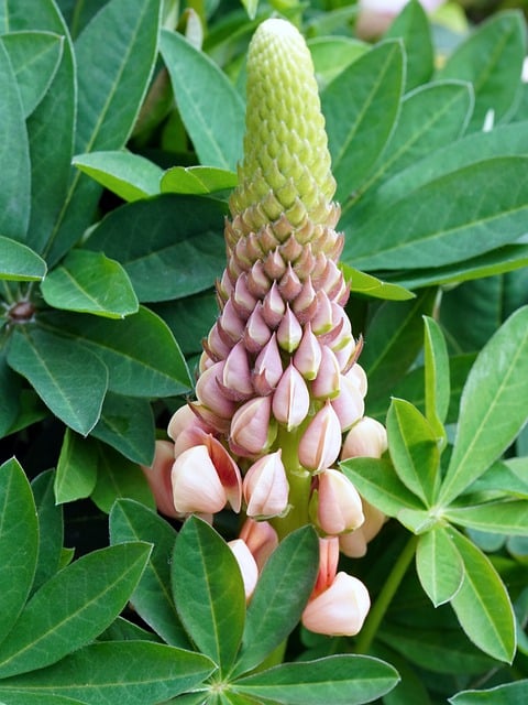 Free download flower lupins garden blossom bloom free picture to be edited with GIMP free online image editor