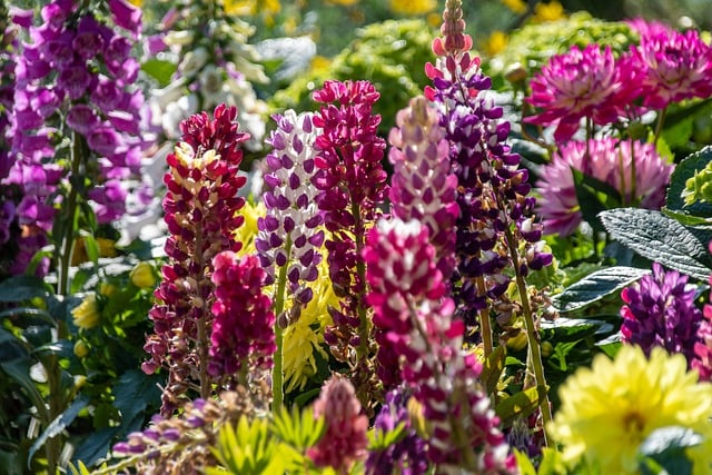 Free download flower lupins summer multicoloured free picture to be edited with GIMP free online image editor