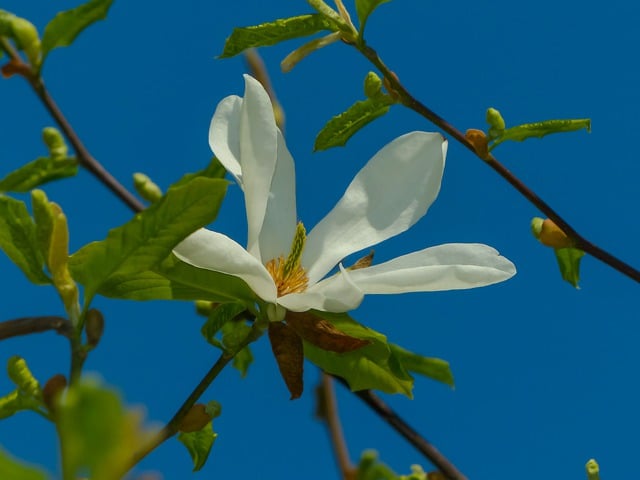 Free download flower magnolia bloom free picture to be edited with GIMP free online image editor