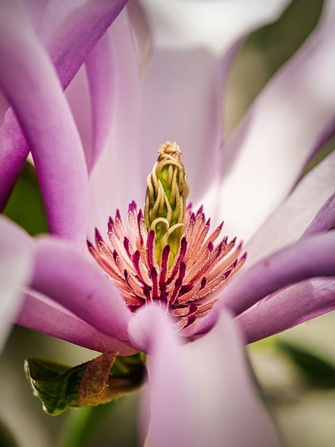 Free download flower magnolia blossom bloom free picture to be edited with GIMP free online image editor