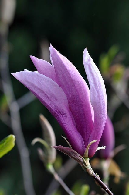 Free download flower magnolia nature spring free picture to be edited with GIMP free online image editor