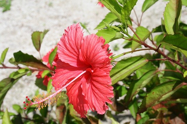 Free download Flower Maldives Red -  free photo or picture to be edited with GIMP online image editor