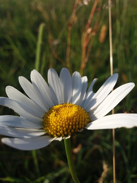 Free download Flower Marguerite Meadow -  free photo or picture to be edited with GIMP online image editor