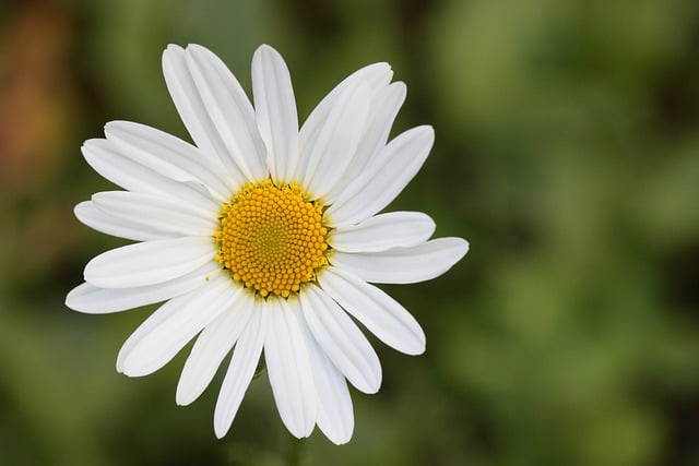 Free download flower marguerite meadow flowers free picture to be edited with GIMP free online image editor