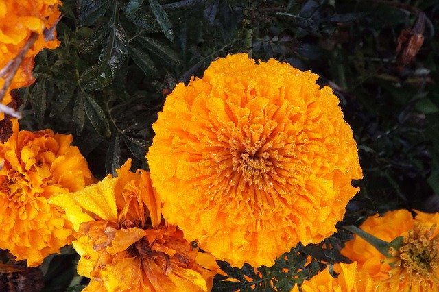 Free download Flower Marigold Garden -  free photo or picture to be edited with GIMP online image editor