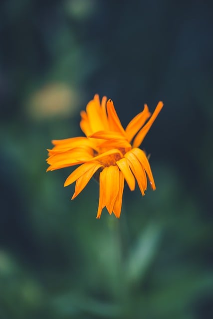 Free download flower marigold orange bloom free picture to be edited with GIMP free online image editor