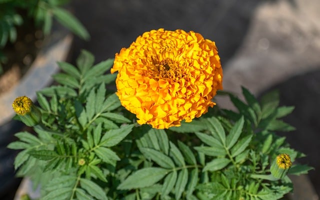 Free download flower marigold tagetes blossom free picture to be edited with GIMP free online image editor