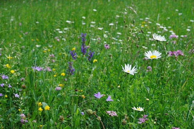 Free download Flower Meadow Flowers Spring Wild -  free photo or picture to be edited with GIMP online image editor