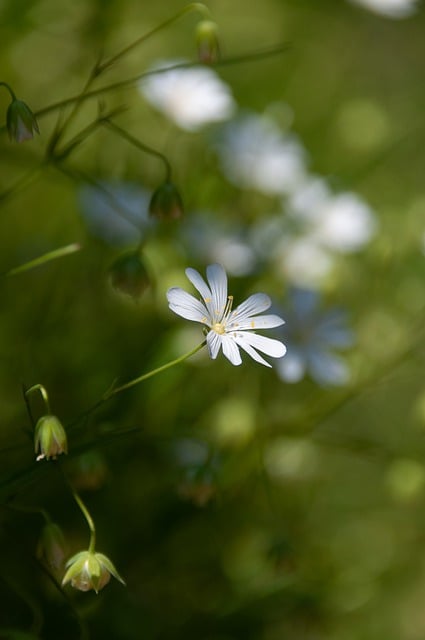 Free download flower meadow forest blossom bloom free picture to be edited with GIMP free online image editor