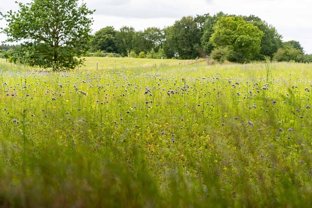 Free download flower meadow landscape meadow free picture to be edited with GIMP free online image editor