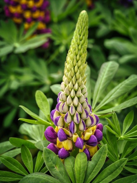 Téléchargement gratuit des lupins des prés de fleurs poussent une image gratuite au printemps à modifier avec l'éditeur d'images en ligne gratuit GIMP