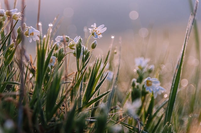 Free download flower meadow morning dew nature free picture to be edited with GIMP free online image editor