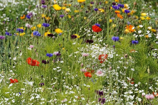 Free download Flower Meadow Nature Flowers -  free photo or picture to be edited with GIMP online image editor