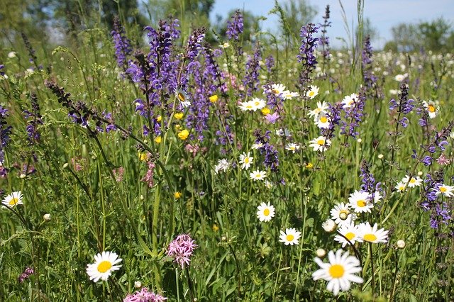 Free download Flower Meadow Wildflowers Summer -  free photo or picture to be edited with GIMP online image editor