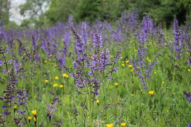 Free download Flower Meadow Wild Sage -  free photo or picture to be edited with GIMP online image editor