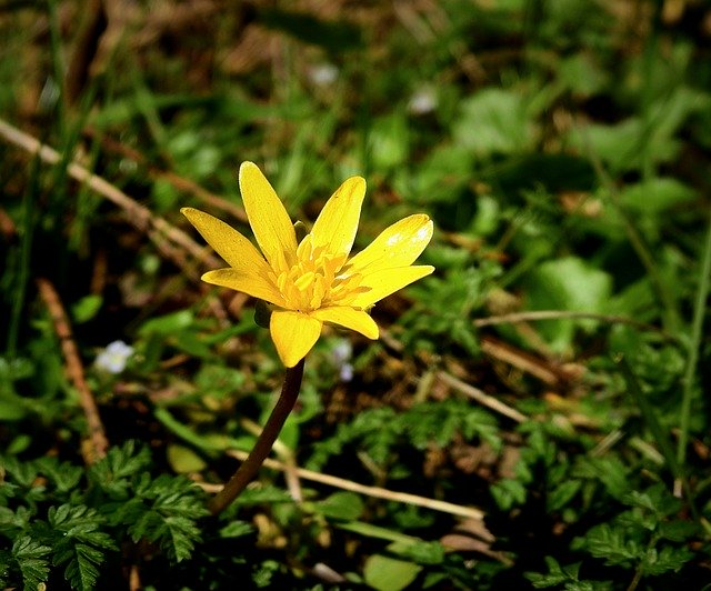 Free download Flower Meadow Yellow -  free photo or picture to be edited with GIMP online image editor