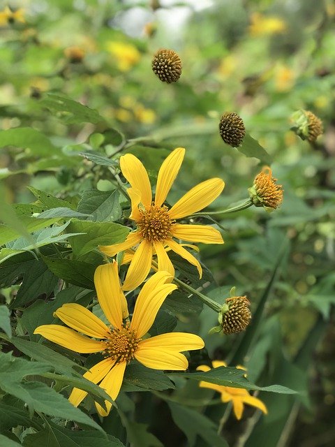 Free download Flower Mexican Sunflower Yellow -  free photo or picture to be edited with GIMP online image editor