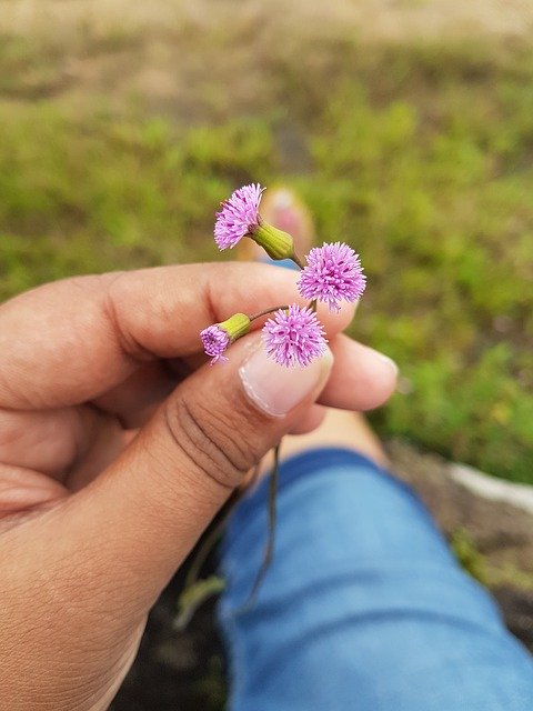 Free download Flower Mini Hands -  free photo or picture to be edited with GIMP online image editor