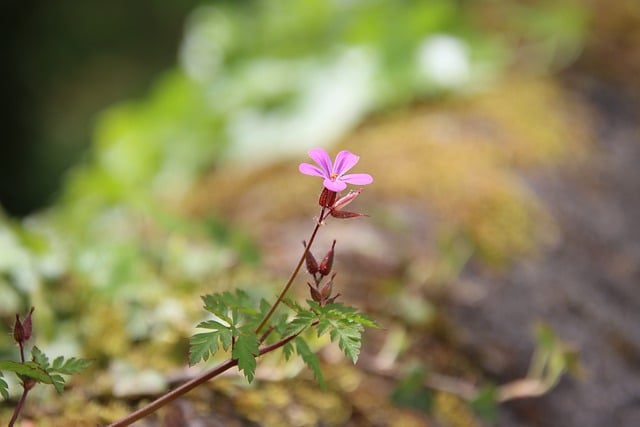 Free download flower moss pink flora spring free picture to be edited with GIMP free online image editor