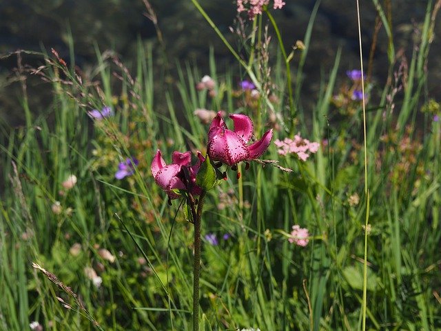 Flower Mountain Summer를 무료로 다운로드하세요 - 김프 온라인 이미지 편집기로 편집할 수 있는 무료 사진 또는 그림