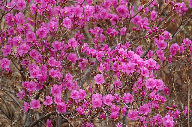 Free download Flower Mountain Wild Flowers -  free photo or picture to be edited with GIMP online image editor