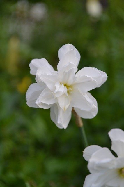 Free download Flower Narcissus Garden -  free photo or picture to be edited with GIMP online image editor