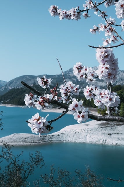 Free download flower nature almond tree water free picture to be edited with GIMP free online image editor