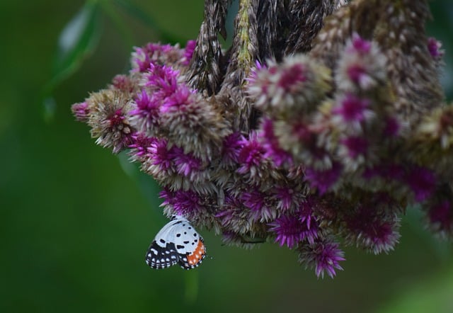 Free download flower nature butterfly entomology free picture to be edited with GIMP free online image editor