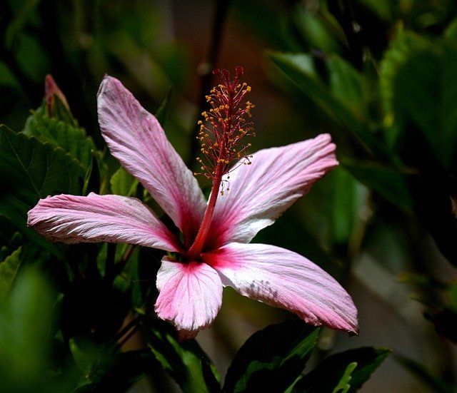 Free download Flower Nature Ecuador -  free photo or picture to be edited with GIMP online image editor