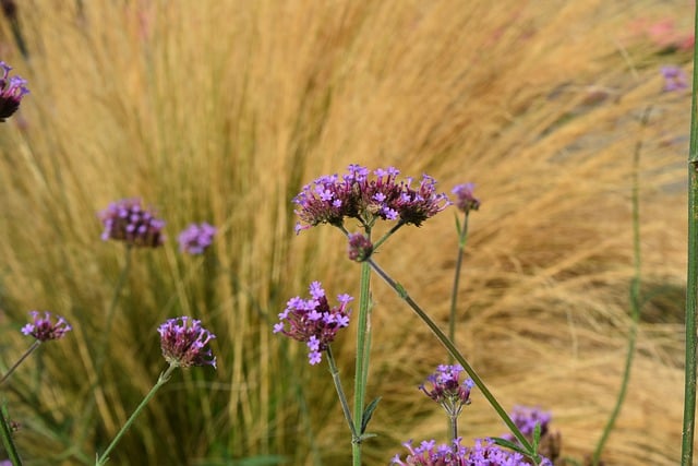 Free download flower nature field flora free picture to be edited with GIMP free online image editor